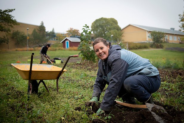Lina står på huk Den här kvällen i slutet av september var det dags att skörda flera sorters potatis. med händerna i jorden