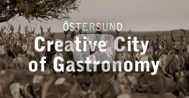 Hjord med renar med en renskötare i bakgrunden.