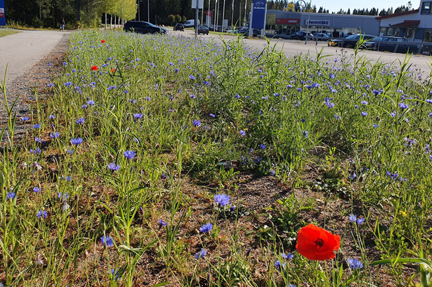 Blåklint och vallmo i närbild