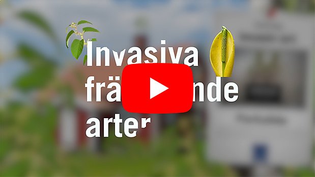 Bild med youtube playlogga